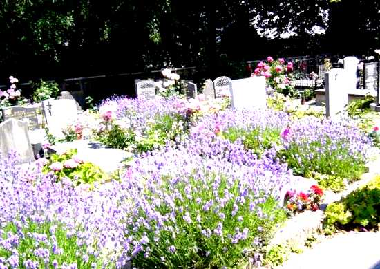 Цветы для кладбища выращивание и уход