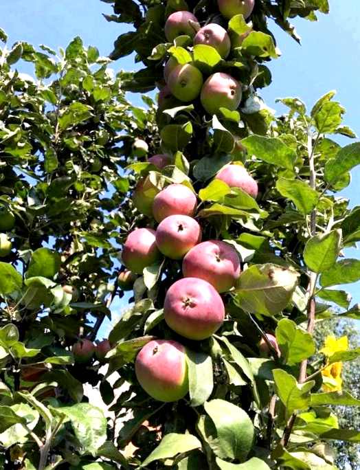 Колоновидная яблоня выращивание и уход