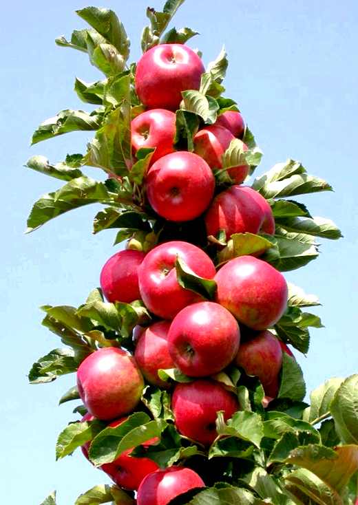 Колоновидная яблоня выращивание и уход