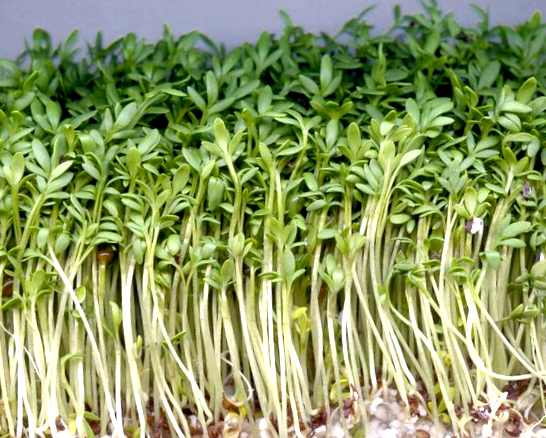 Кресс-салат выращивание и уход