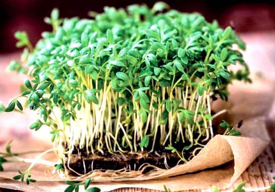 Кресс-салат выращивание и уход