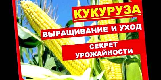 Кукуруза выращивание и уход