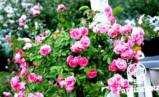 Кустовые розы выращивание и уход