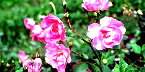 Кустовые розы выращивание и уход