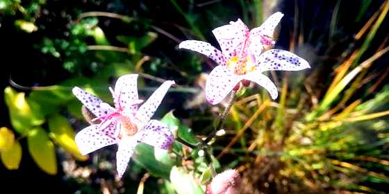Орхидея садовая выращивание и уход
