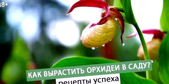 Орхидея садовая выращивание и уход