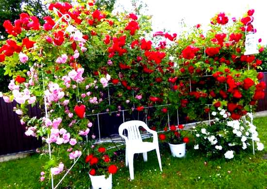 Плетистые розы выращивание и уход