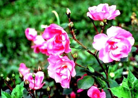 Садовые розы выращивание и уход