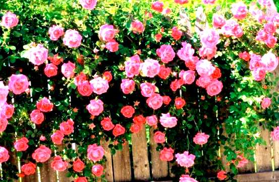 Садовые розы выращивание и уход